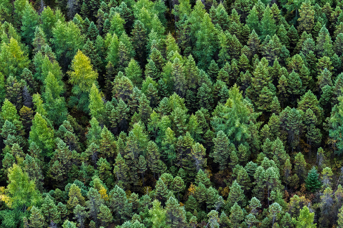 Boreal Forest Quebec.jpg